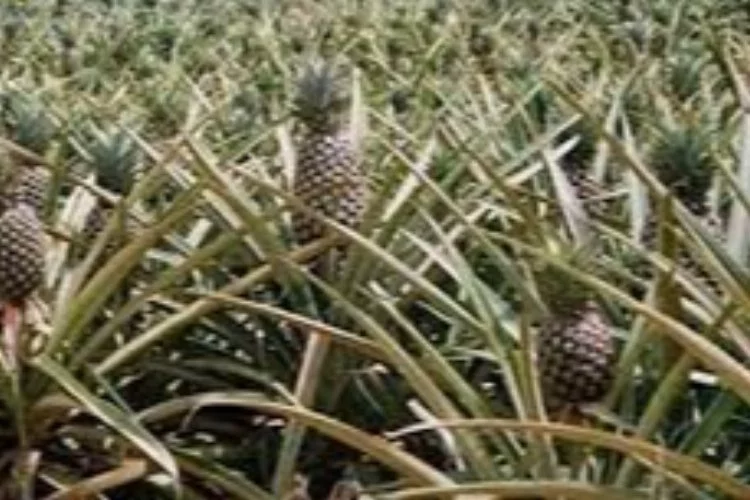 Ananas nasıl yetiştirilir? Evde ananas köklendirmenin püf noktaları nelerdir?