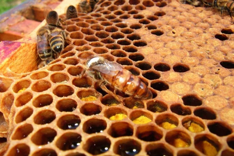 Arı Ürünlerine İlişkin Önemli Düzenleme