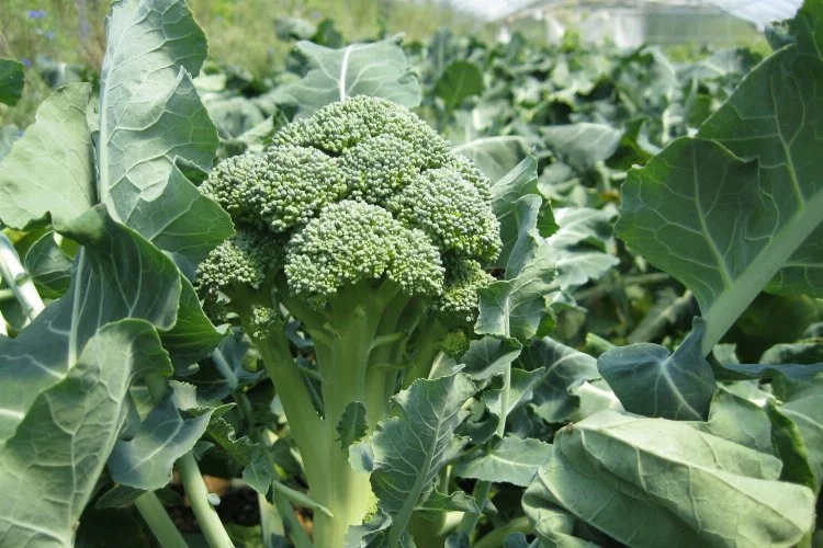 Brokoli'nin faydaları saymakla bitmiyor 