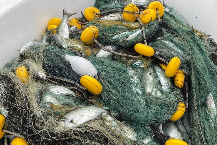 Denizlerin efesi lüfer göründü: Balıkçılar 3 bin adet yakaladı