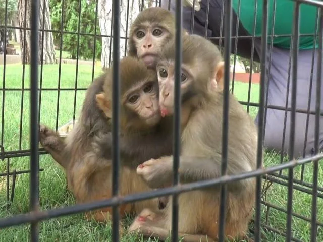 Down sendromlu maymuna kardeş şefkati