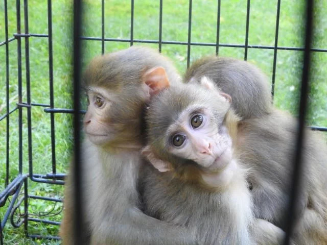 Yavru maymuna kardeşleri bakıyor