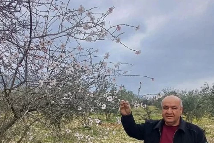 Gaziantep'te Badem Ağaçları Çiçek Açtı