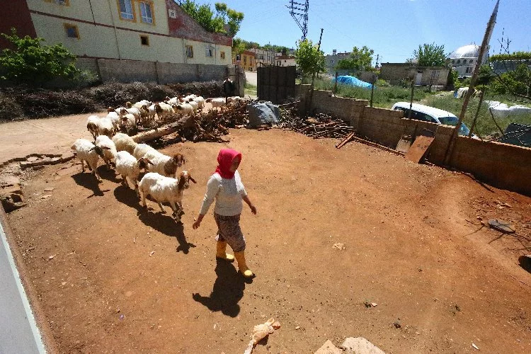 "Güllü Anne" Hem Hayvanlara Çobanlık Hem De Çocuklarına Annelik Yapıyor