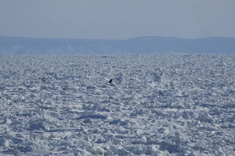 Japonya’da Katil Balinalar Buz Kütlesine Sıkıştı