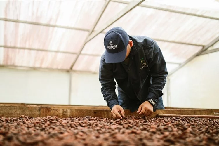 Kakao Fiyatlarında Tüm Zamanların En Hızlı Haftalık Düşüşü