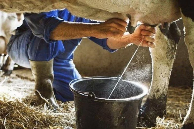 Toplanan İnek Sütü Miktarı Yıllık 13,1 Arttı