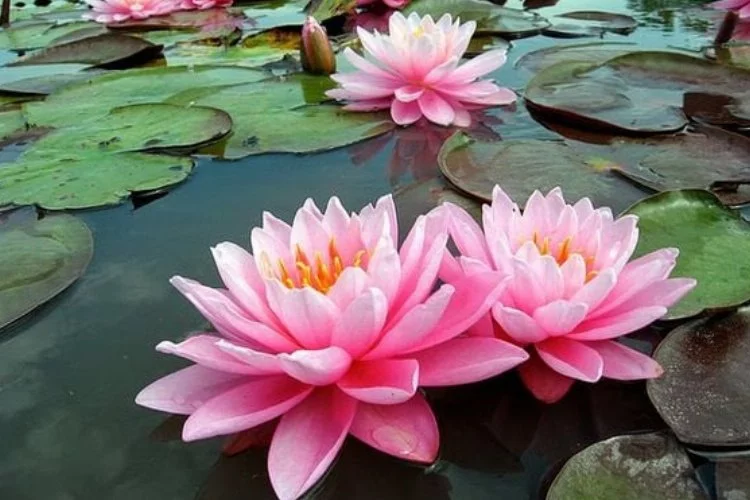 Lotus çiçeği anlamı nedir?