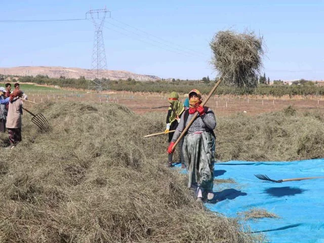 Nane deposu Nizip’te hasat sürüyor