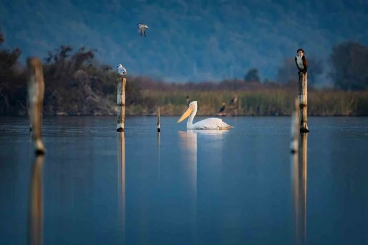 Tepeli pelikanlardan görsel şölen