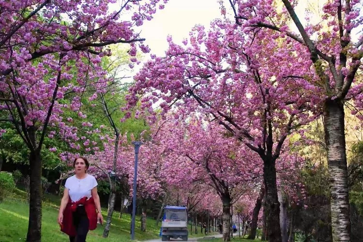 Sakura Ağaçlarının Renkli Çiçekleri Görsel Şölen Sunuyor