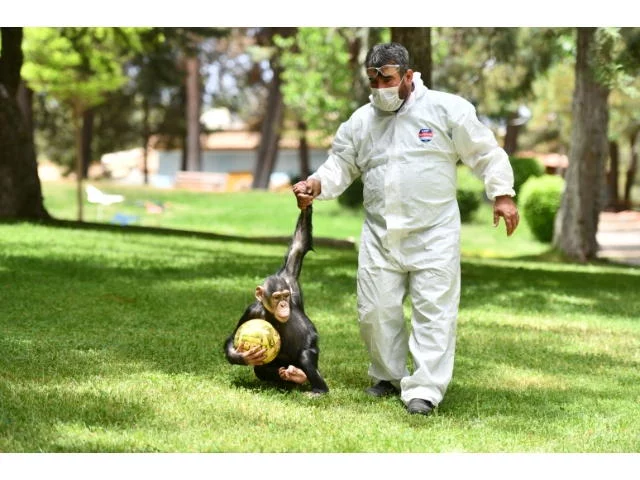 Şempanze "Can" da uzun aradan sonra yuvasından çıktı