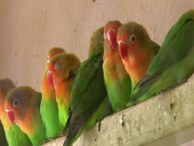 Sınırda 200 cennet papağanı yakalandı