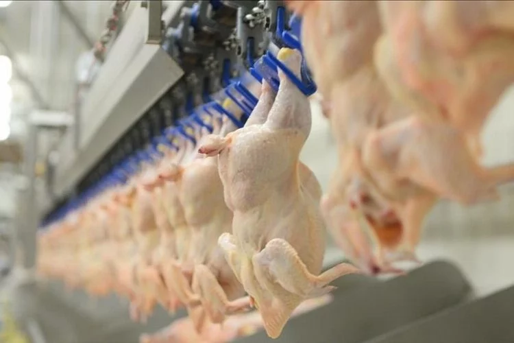 Tavuk Üretimi Yüzde 8,9 Azaldı