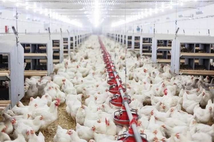 Tavuk Yumurtası Üretimi Yüzde 3,6 Arttı
