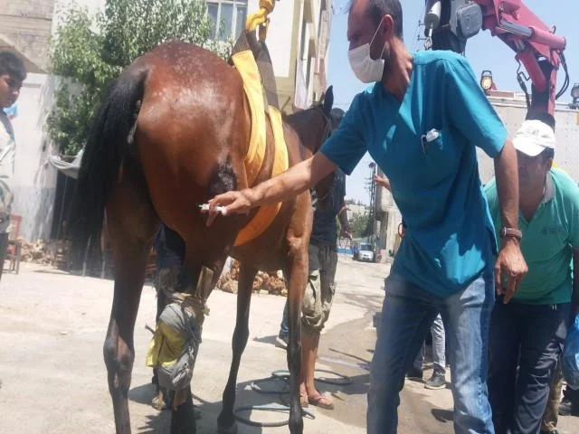 Yaralı at başarılı operasyonla kurtarıldı